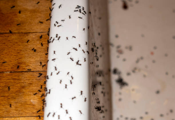 Wasp Removal Services in Epworth, IA